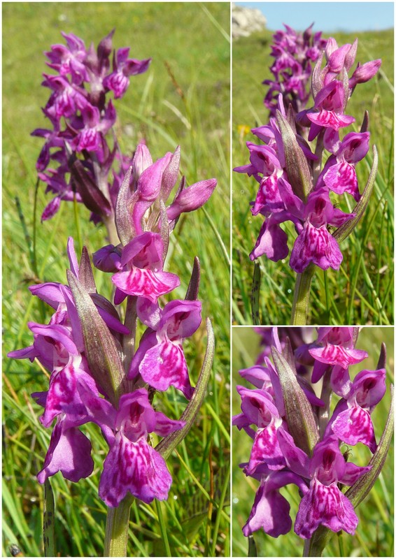Una giornata a Valparola. Dactylorhiza, Nigritella e grandi montagne!